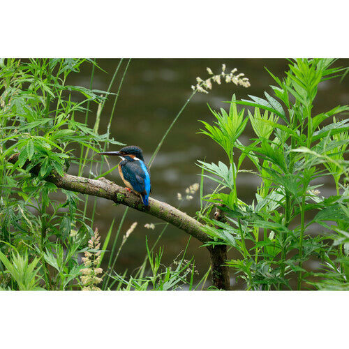 Lente Canon RF 100-400mm f/5.6-8 IS USM Teleobjetiva Zoom